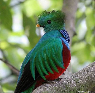 birds