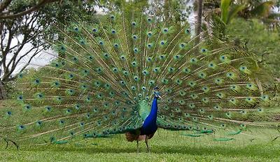 birds