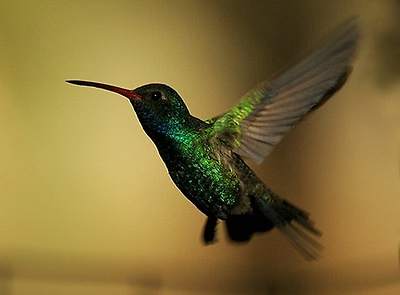 birds
