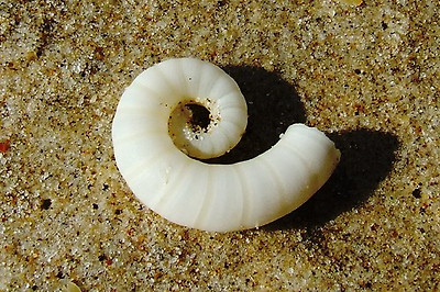 lotus8님이 촬영한 Spiral shell.