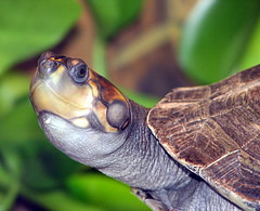 Yellow-spotted Amazon river turtle 작성자 mimbrava