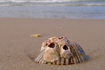 lotus8님이 촬영한 Encrusted shell on shore.