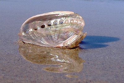 lotus8님이 촬영한 Reflecting Shell on Shore.
