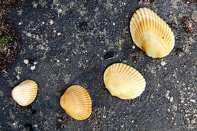 lotus8님이 촬영한 Shells on rock.