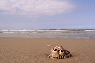 lotus8님이 촬영한 Shell on shore.