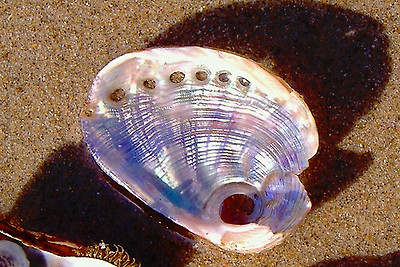 lotus8님이 촬영한 Irridescent shell on shore.