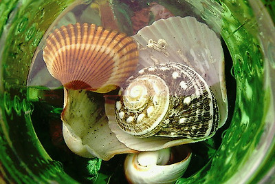lotus8님이 촬영한 Shells in green bottle.