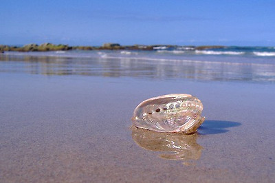 lotus8님이 촬영한 Irridescent shell on shore.