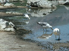 A Mono Lake Feast 작성자 thomsonalasdair
