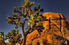 Joshua Tree