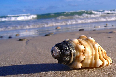 lotus8님이 촬영한 shell on shore.
