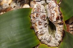 Welwitschia mirabilis