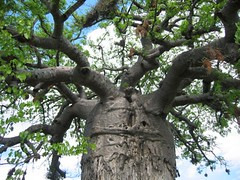 Baobab Tree - Kruger National Park