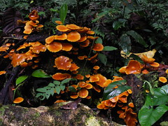 Mushrooms. Amazon Rainforest 작성자 Lisa Cuccarese