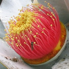 Eucalyptus_macrocarpaIMG_0139