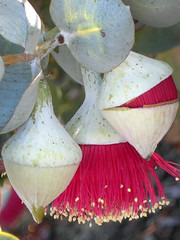 Eucalyptus macrocarpa