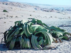 Welwitschia mirabilis