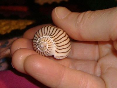 lotus8님이 촬영한 Shell1.