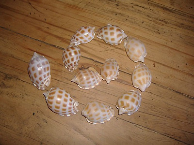 lotus8님이 촬영한 Spiral Shells.