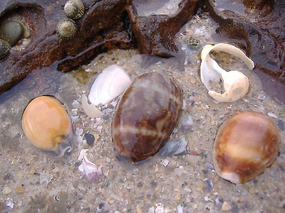 lotus8님이 촬영한 Cowrie shells.