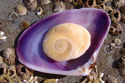 lotus8님이 촬영한 Spiral on shell.