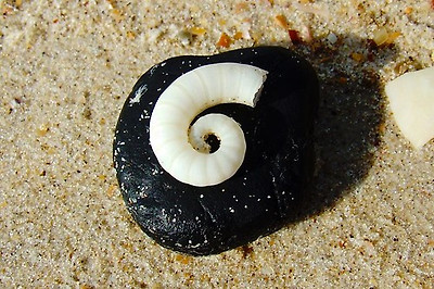 lotus8님이 촬영한 Spiral shell on black rock.