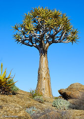 Aloe dichotoma (Quiver Tree)