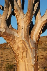 quiver tree
