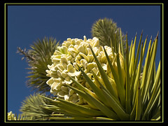 blooming Joshua tree