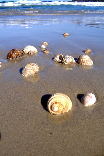 lotus8님이 촬영한 Waves scattering the shells.