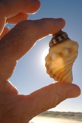 lotus8님이 촬영한 Sunshine seashell.