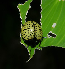 Pleasing fungus beetle (Aegithus burmeisteri, Erotylidae), Peruvian Amazon 작성자 artour_a
