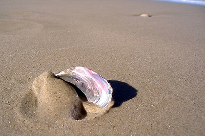 lotus8님이 촬영한 Seashell in sand.