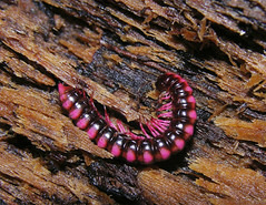 Pink millipede, Peruvian Amazon 작성자 artour_a