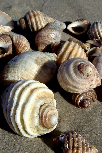 lotus8님이 촬영한 Collection of Shells.
