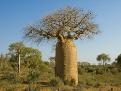 Baobab tree