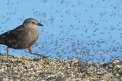 Stop the Madness! 작성자 NaturalLight