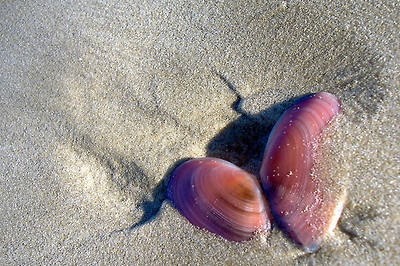 lotus8님이 촬영한 Pinks Shells.