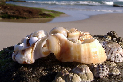 lotus8님이 촬영한 Shells on a rock.