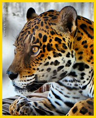 The Lord of the Amazon Jungle 작성자 Jeanderson Lacerda