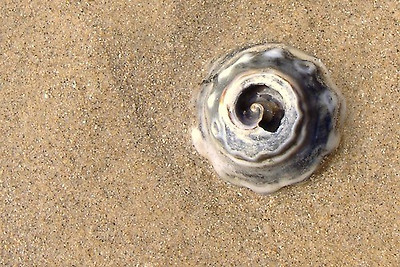 lotus8님이 촬영한 Spiral shell.