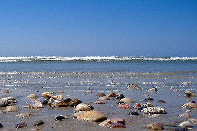 lotus8님이 촬영한 Shells on shore..