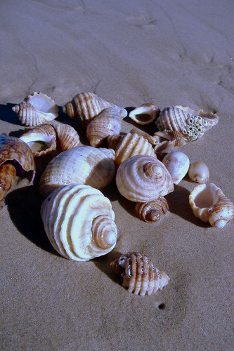 lotus8님이 촬영한 Shells on the shore.