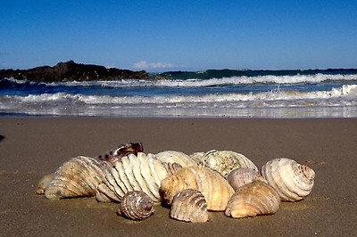 lotus8님이 촬영한 Shells on the shore2.