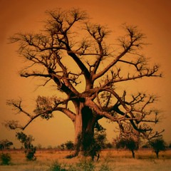 The Sahel Good Giant (Le grand baobab - The African Tree of Life)