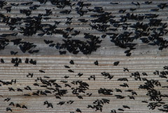 Alkali flies, Mono Lake 작성자 karenpeacock