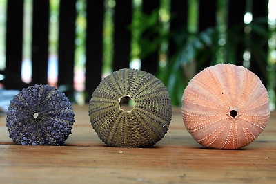 lotus8님이 촬영한 Sea Urchins.