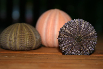 lotus8님이 촬영한 Sea Urchins.