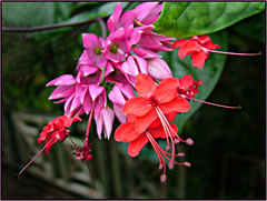 The Amazon Rainforest -                                                            Clerodendrum speciosum 작성자 jo92photos
