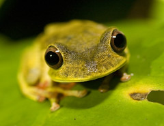 Peru, Tambopata 작성자 richard.mcmanus.